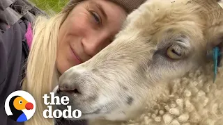 Abandoned Lamb Runs To Human Mom | The Dodo Soulmates