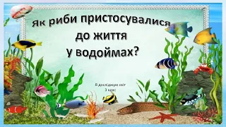 Урок 63.  Як риби пристосувалися до життя у водоймах? Я досліджую світ 3 клас