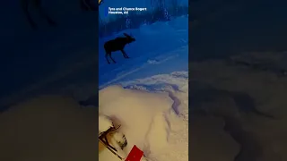 Moose Loses Antlers