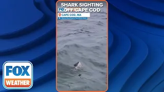 Large Great White Shark Spotted Off Cape Cod In Season's First Reported Sighting