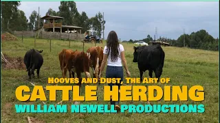 Hooves and Dust, The Art of Cattle Herding