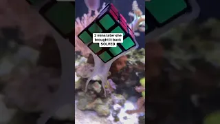 Octopus solves rubiks cube