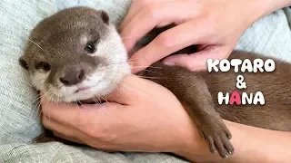 Otter Kotaro&Hana Making Cute Noises When Petted