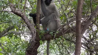 Sabi Sand Private Game Reserve - The boss of all the vervet monkeys that call Leopard Hills home.