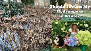 Should I Prune My Hydrangeas in Winter?