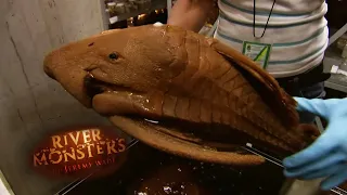 Preserving UNUSUAL Amazonian Fish | River Monsters