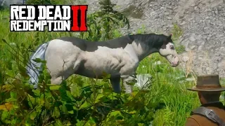 НОВАЯ Черно-белая лошадь ➤ Прохождение #11 ➤RED DEAD REDEMPTION 2