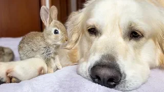 Cute Baby Bunnies think the Golden Retriever is their Mother