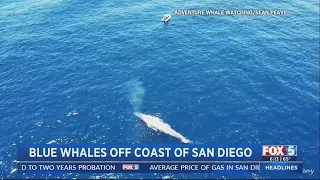 Now is the best time to spot blue whales off the San Diego coast