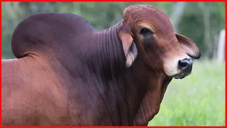 ⭕ RED BRAHMAN BULLS ✅ Ganaderia RD Colombia 4