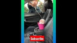 Tik Tok Chó Phõc Sóc Mini 😍 Funny and Cute Pomeranian #199