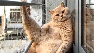 OMG So Cute Cats❤ Best funny cat videos 2021 #4