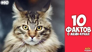 10 interesting facts about Maine Coons