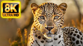 The Amazing Animal Kingdom 8K VIDEO ULTRA HD - Relaxing Music and Nature Sounds 8K TV (60 FPS)