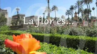 Spanish Colors Practice: Los colores de España: Las flores