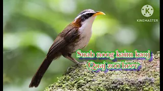 Suab noog kaim kauj quaj cuab tuaj zoo #ສຽງນົກສົບຍາວ #TIẾNG MI ĐẤT #birdsounds #suabnoog