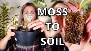 How To Plant Sphagnum Moss Propagations! |  Houseplants propagation sphagnum moss to Soil