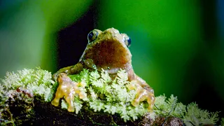 Frog's Incredible Mating Technique | Earth's Tropical Islands | BBC Earth