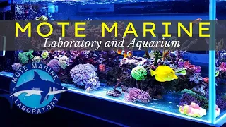 Mote Marine Laboratory and Aquarium | Sarasota Florida | Informative Guide 🦈 🐠