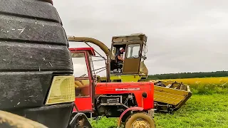 🔥Cięcie jęczmienia na kiszonkę🔥2X ZETOR CASE 170 FORTSCHRITT E281C🔥