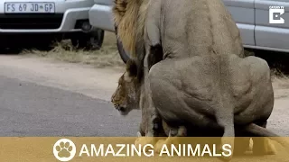 Mating Lions Cause Traffic Jam