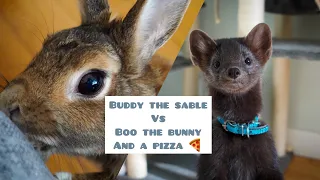 Buddy the sable and Boo the Bunny