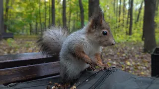 Покормил незнакомого бельчонка / Fed an unfamiliar baby squirrel