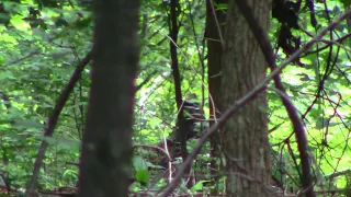 Giant Bigfoot Appears For The Second Time 6-12-18