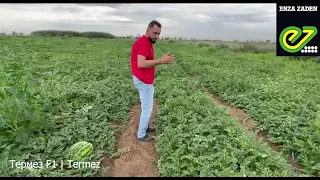 Обзор урожайности арбуза Termez (Термез/Бомбикс) от Enza Zaden.