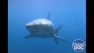 The story of a great wild predator: the Great White Shark of Australia (FULL DOCUMENTARY)