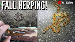 Fall Tin Flipping and Roadcruising for Snakes! Rattlesnakes, Kingsnake, Copperhead, and Corns!