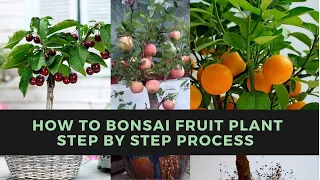 How to Bonsai Fruit Plant Step by Step