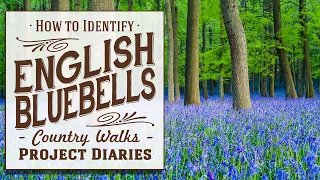 ★ How to Identify English Bluebells (Project Diaries Country Walks)