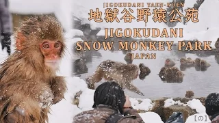 SNOW MONKEY JAPAN 地獄谷野猿公苑 Jigokudani Snow Monkey Park 温泉に入る猿