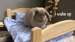 day in the life of a bunny ♡