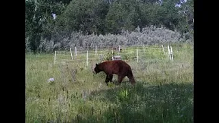 Electric Fence vs Wildlife, Bears, and Polar Bears