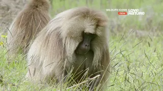 Герои дикой природы. Совместная жизнь. Док фильм Love Nature HD.