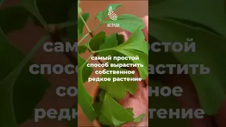 Самый легкий способ вырастить гинкго билоба