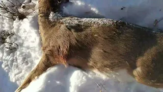 Montana  percussion cap muzzleloader hunt Beartooth mountains.