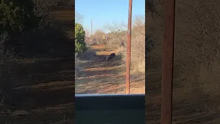 Hog hunting in Llano County, Texas