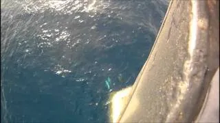 Dolphins Riding a Ship GoPro