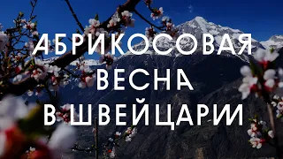 Весна в Швейцарии: цветение абрикосовых полей в Альпах 4K ASMR