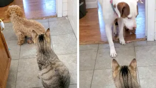 Puppy Calls On Bigger Dog To Protect Him From Cat