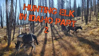 Packing mules into the high country for elk part 2