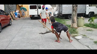 7-8 FOOT SNAKE ( SAWA )  CAUGHT IN NOVALICHES