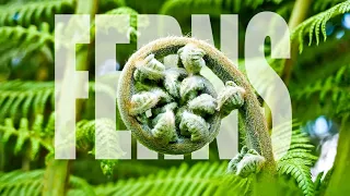 Ferns | Fern Plants  Full Documentary | Amazing Facts about Ferns.