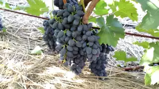Урожайность винограда сорта Чарли (Антрацит) 2016