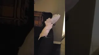 DON'T YOU DARE ARGUE WITH A COCKATOO 🤣