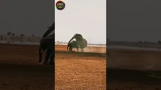 Elephant having sex with elephant
