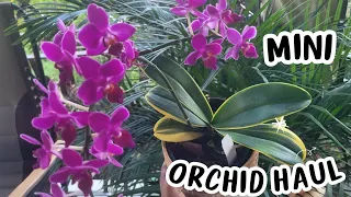 MINI ORCHID HAUL : Native Orchids to Jamaica and a Variegated Orchid #subscribe #orchidcare